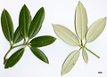 SpeciesSub: subsp. hypoglaucum